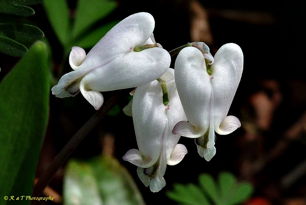 {Dicentra canadensis}